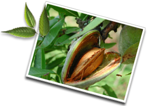 Almonds : nutritive values