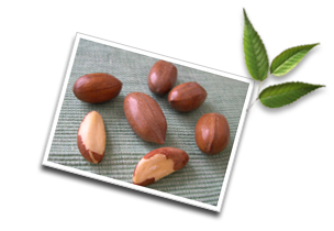 Brazil nuts : nutritive values