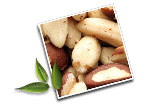 Informations on Brazil nuts